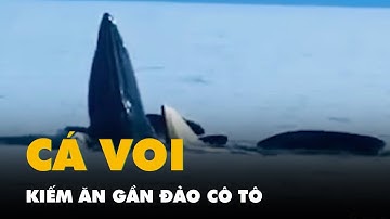 Nhiều đàn cá voi kiếm ăn gần đảo Cô Tô