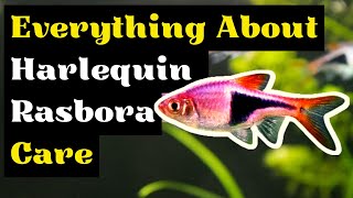 The Complete Guide To Harlequin Rasbora Care (Harlequin Rasbora Breeding and Tank Mates) by Pets Curious 557 views 5 months ago 6 minutes, 4 seconds