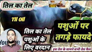 गाय भैंस को तिल का तेल देने के फायदे||Til Oil ka Benifit pashuon mein||तिल का तेल पशुओं को कैसे दें