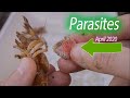 Shrimp Parasite Removal NEW April 2020