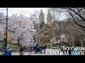 Central park spring walk 2024 cherry blossom  nyc walking tour 4k