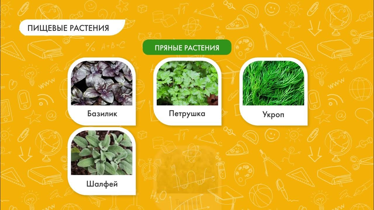 Дикорастущие и культурные растения - YouTube