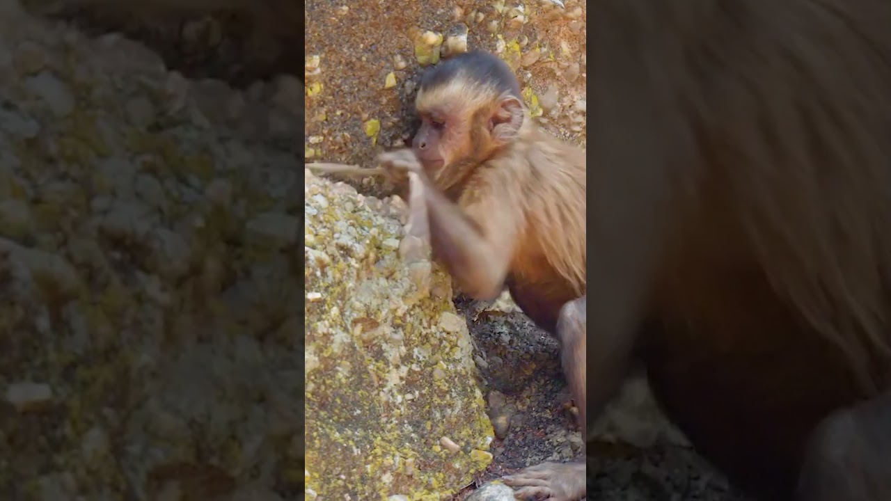 Amazing monkey catching lizard in the cliff of mountain