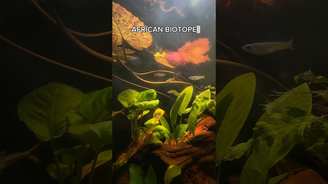 Here’s just an updated look at our African Biotope from our recent scape build over on our channel