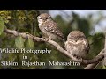 Birding & Wildlife Photography in Rajasthan -  Sikkim  - Maharashtra.