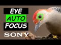 BIRD PHOTOGRAPHY FOCUSING AND THE SONY A1 EYE AUTOFOCUS (AF) – First Day! 4K