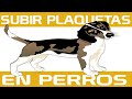 Como SUBIR las PLAQUETAS de mi PERRO  ✈ Causas y Tratamiento | Como Curar y tratar Anemia en Perros