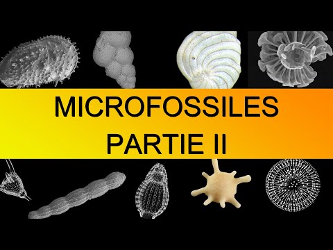 Vidéo: Orge mollusque bivalve d'eau douce : description, habitat, reproduction