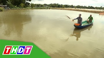 Tìm lợi nhuận bền vững cùng cây lúa - con cá | THDT