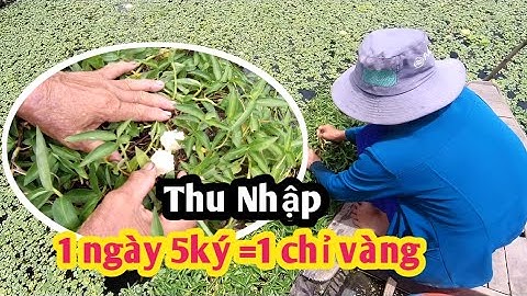 Chú Tư Thanh thành công với Mô Hình Nuôi Ốc Bươu Đen lấy trứng đem lại thu nhập khủng ở Đồng Tháp