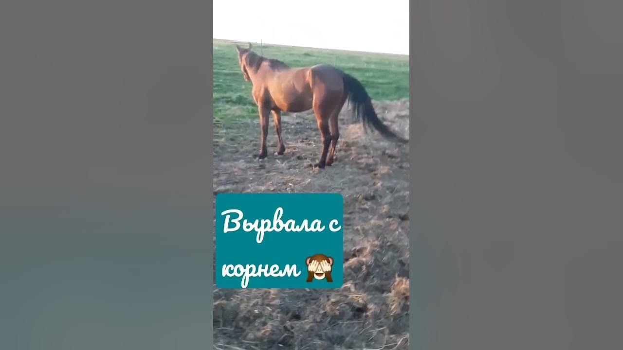 ОДНА ЛОШАДИННАЯ СИЛА #деревня #юмор #лошади #кони #копыта - YouTube