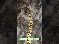 0.1 Pastel Orange Dream #pastel #orange #dream #shortvideo #shorts #short #shortsvideo #snake #pets