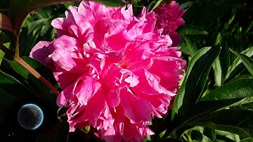 Peonies (macro)