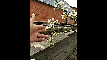 Цветение груши и ее особенности