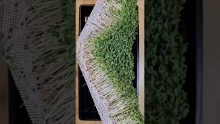 Which Seeds Work on Reusable Grow Medium? ✅❌🌱