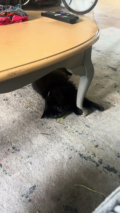 Why Is My Cat Rubbing on Celery? | Funny Cat Behavior Explained!