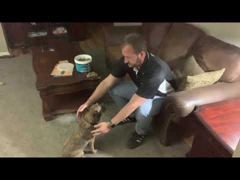 Videó: Hogyan tartsuk meg a kutya láncolatát