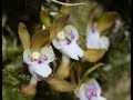 Orchid Hunters Australia : Sarcochilus search