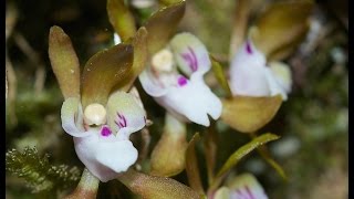 Orchid Hunters Australia : Sarcochilus search