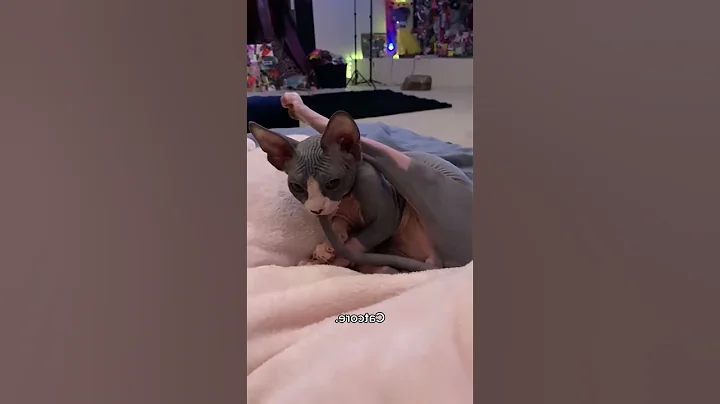 Watch the video about Funny Moments #funnycat #catlover #funny #cat #cats #pets #funnypets