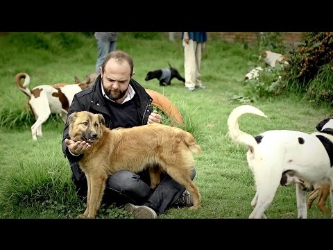 Vídeo: Criollo De Raça Colombiana Criollo Hipoalergènic, De Salut I De Vida