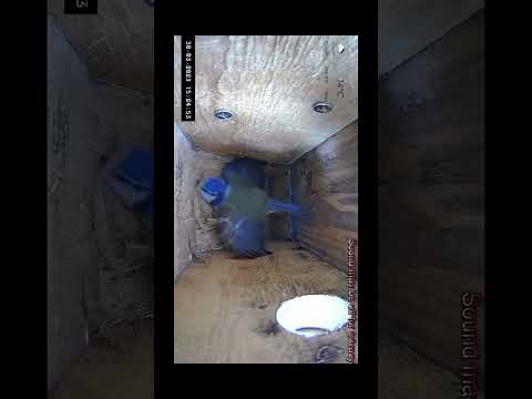 Bluetit doing some