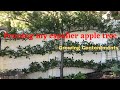 Pruning my espalier apple tree, Vlog #27