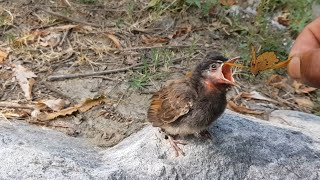 A hungry bulbul baby chick | bird feeds video | wildlife | bird nest |