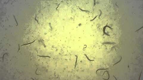 NPR-1 mutant C. elegans in M9 buffer
