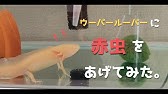 ウーパールーパーは一生子供 餌を食べない吐き出す時の餌のやり方 幼形成熟ネオテニーについて ウパルパ日記02 Youtube ウーパールーパーは一生子供 餌を食べない吐き出す時の餌のやり方 幼形成熟ネオテニーについて ウパルパ日記02 Youtube