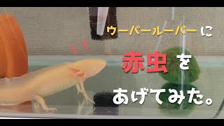 餌やり ウーパールーパーに赤虫あげてみた ウーパールーパーの飼育 赤虫のあげ方 Axolotl Youtube