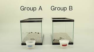 Crickets and Energy Storage Molecules