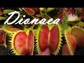 Dionaea в летний и зимний периоды