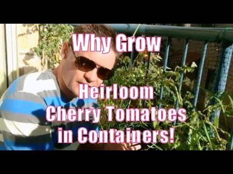 Why You Should Consider Growing Container Heirloom Cherry Tomatoes Plus
