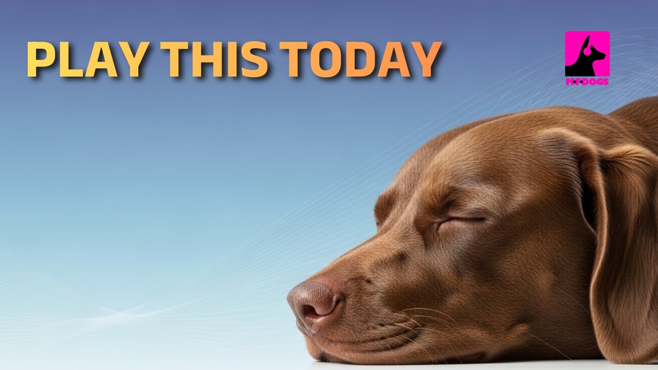 💤 Help Your Dog Relax & Settle | Calm Music All Day & Night