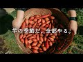 芋の季節が来たので、全部やります。