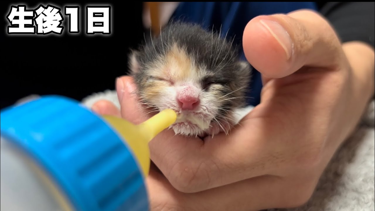 生後1日の赤ちゃん子猫を保護した日の動画です【初ミルク】 - YouTube
