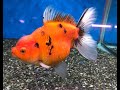 【超絶マッスル】ショートボディ超極太ジャンボ東錦　約２０ｃｍ【大阪・金魚・販売・通販　トロピカルフィッシュ佐野別館】