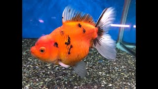 【超絶マッスル】ショートボディ超極太ジャンボ東錦　約２０ｃｍ【大阪・金魚・販売・通販　トロピカルフィッシュ佐野別館】