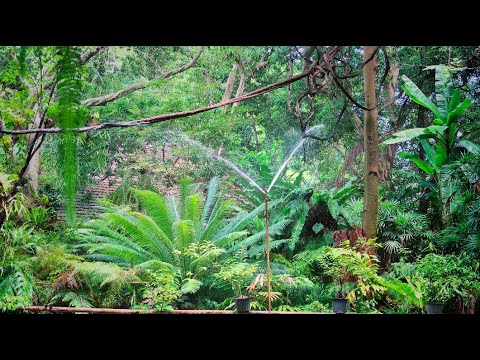 14400平米的蕨类天堂如何浇灌桫椤？ Fern Paradise