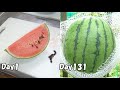 スーパーで買った小玉スイカの種を取って育てる(スイカの育て方) /  How to growing watermelon from store bought watermelon to harvest