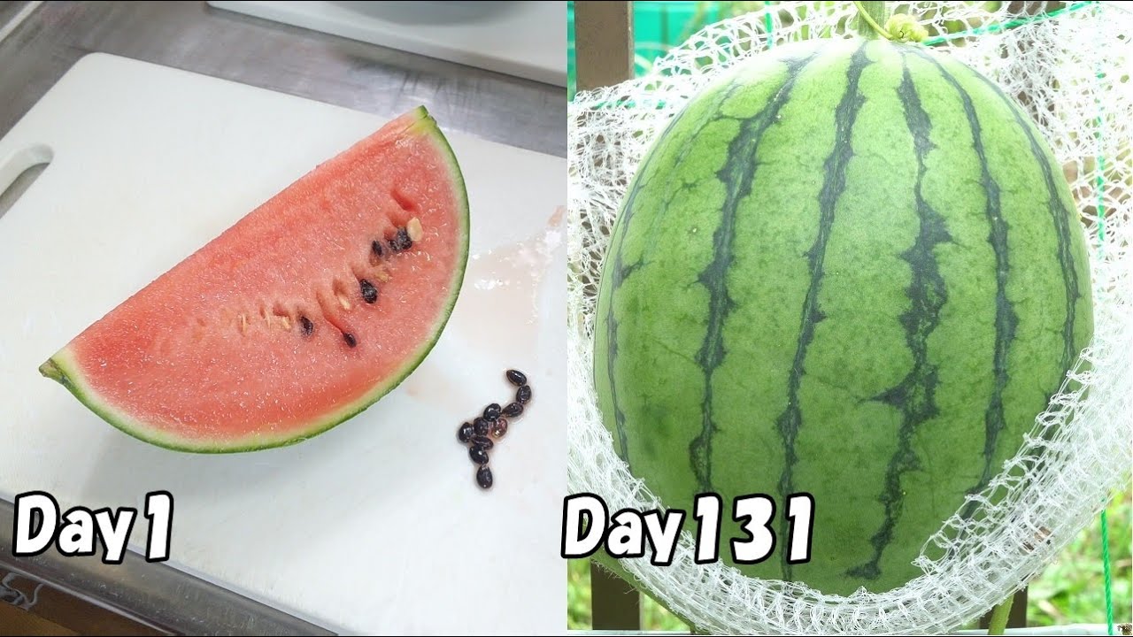 スーパーで買った小玉スイカの種を取って育てる スイカの育て方 How To Grow Watermelon From Store Bought Watermelon Youtube