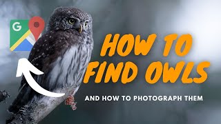 3 TIPS How to find and Photograph OWLS