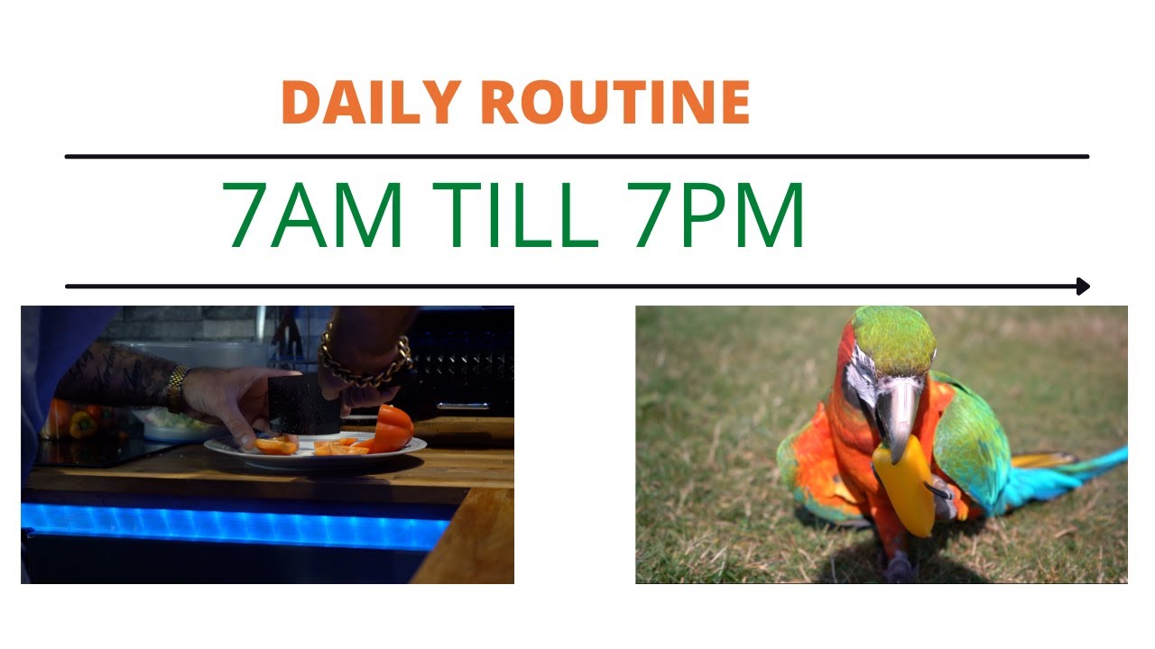 View of Flo The Macaw's Daily Routine ! - YouTube