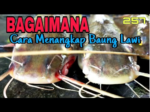 cara memasang tajur ikan baung dan kenali umpan tajur ikan baung guna umpan tapa