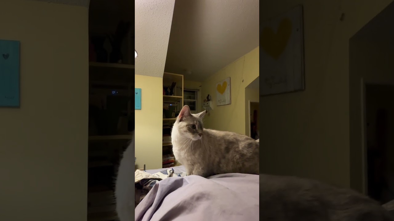 When you are trying to stalk a fly! 