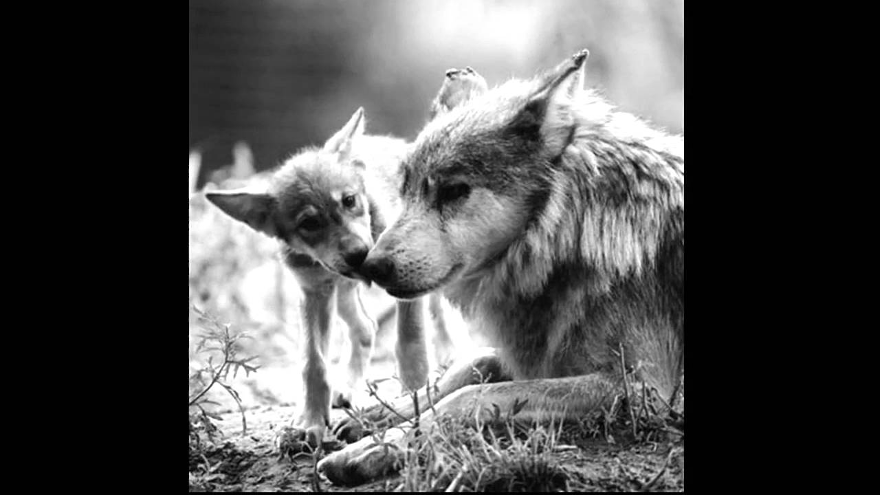 Kingdom Animalia - YouTube