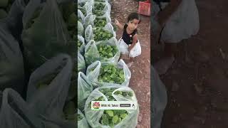 Karele Ki Kheti Chuha Karela Aadi Badi Me