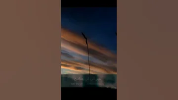 طال ليلي يوسف الأيوب 