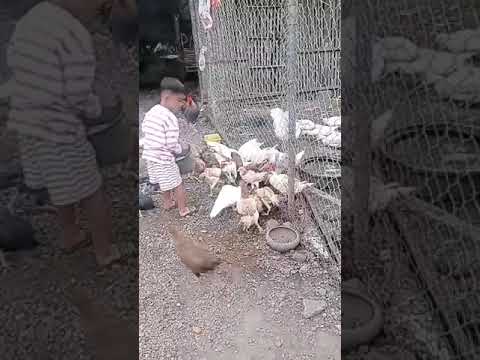 chicken little boy